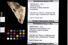 Foto (Objket + Etiketten) von Culmenformosa sp. 